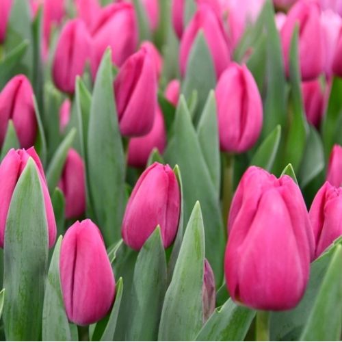 Tulip Barcelona Тюльпан Барселона (оптом)